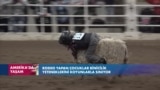 Rodeo yapan çocuklar binicilik yeteneklerini koyunlarla sınıyor 